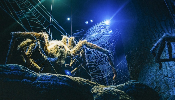 Forbidden Forest set at Harry Potter Studio with towering trees and mystical atmosphere.