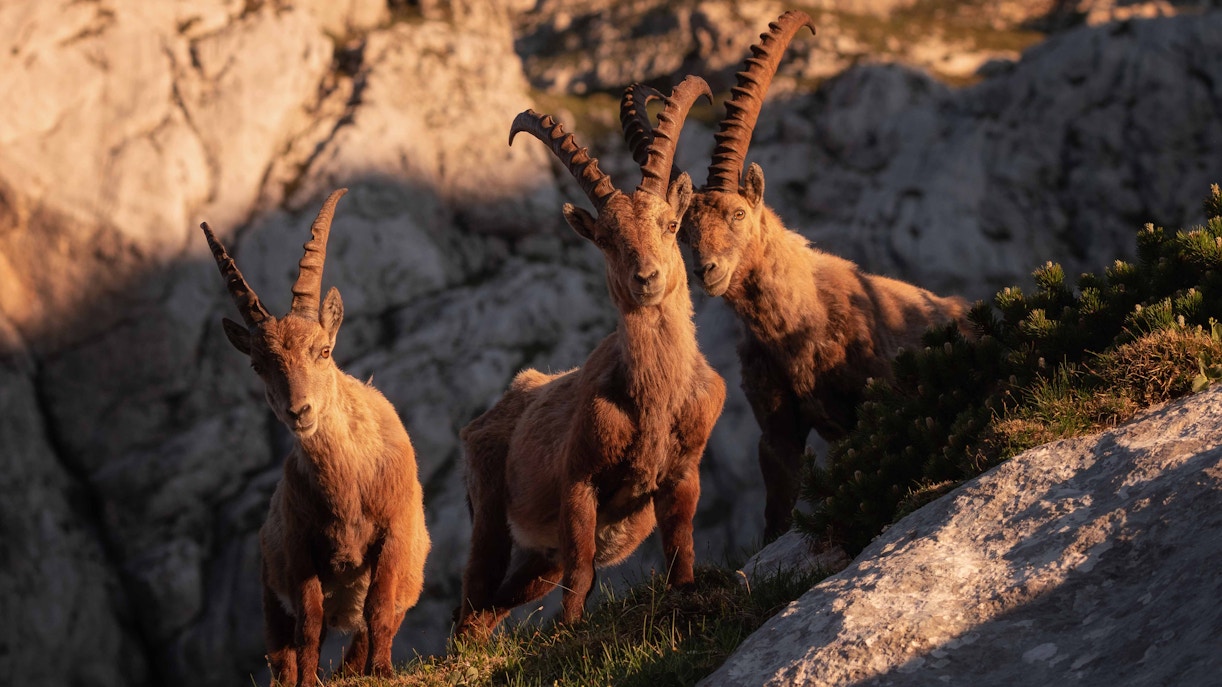 Tandem Paragliding Experience- Tirol