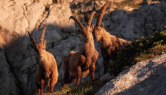 alpine zoo