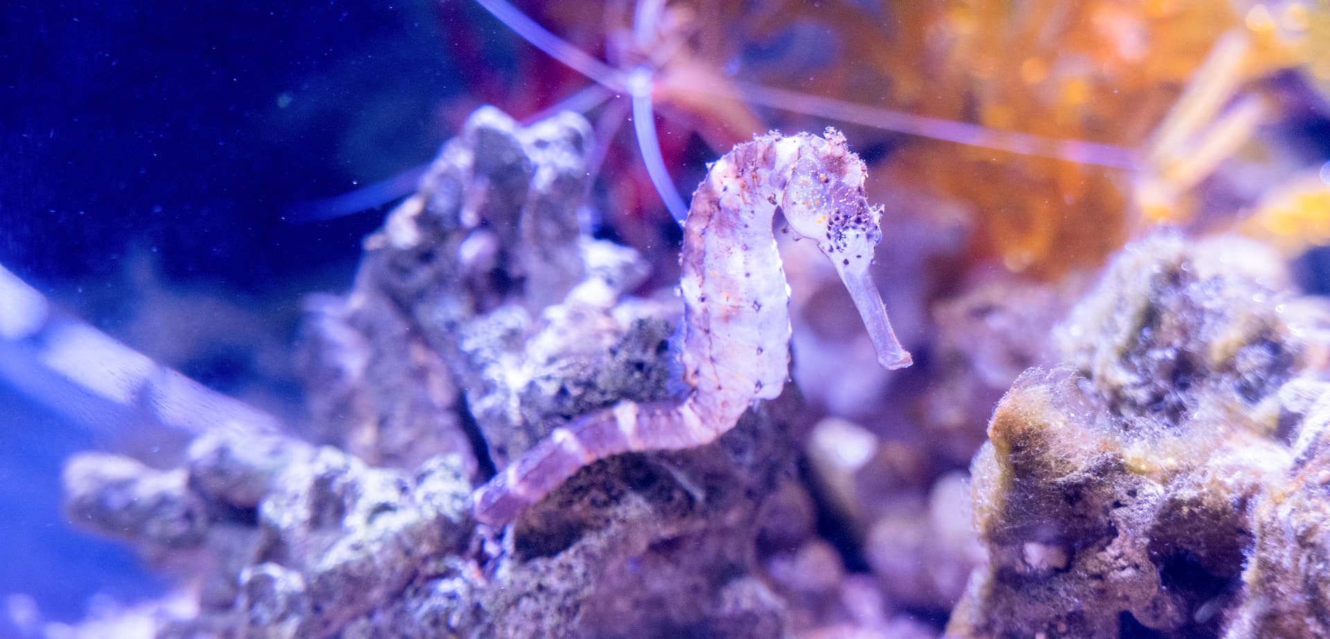 Seahorse Kingdom