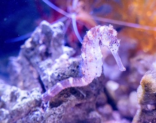 sea life aquarium londres