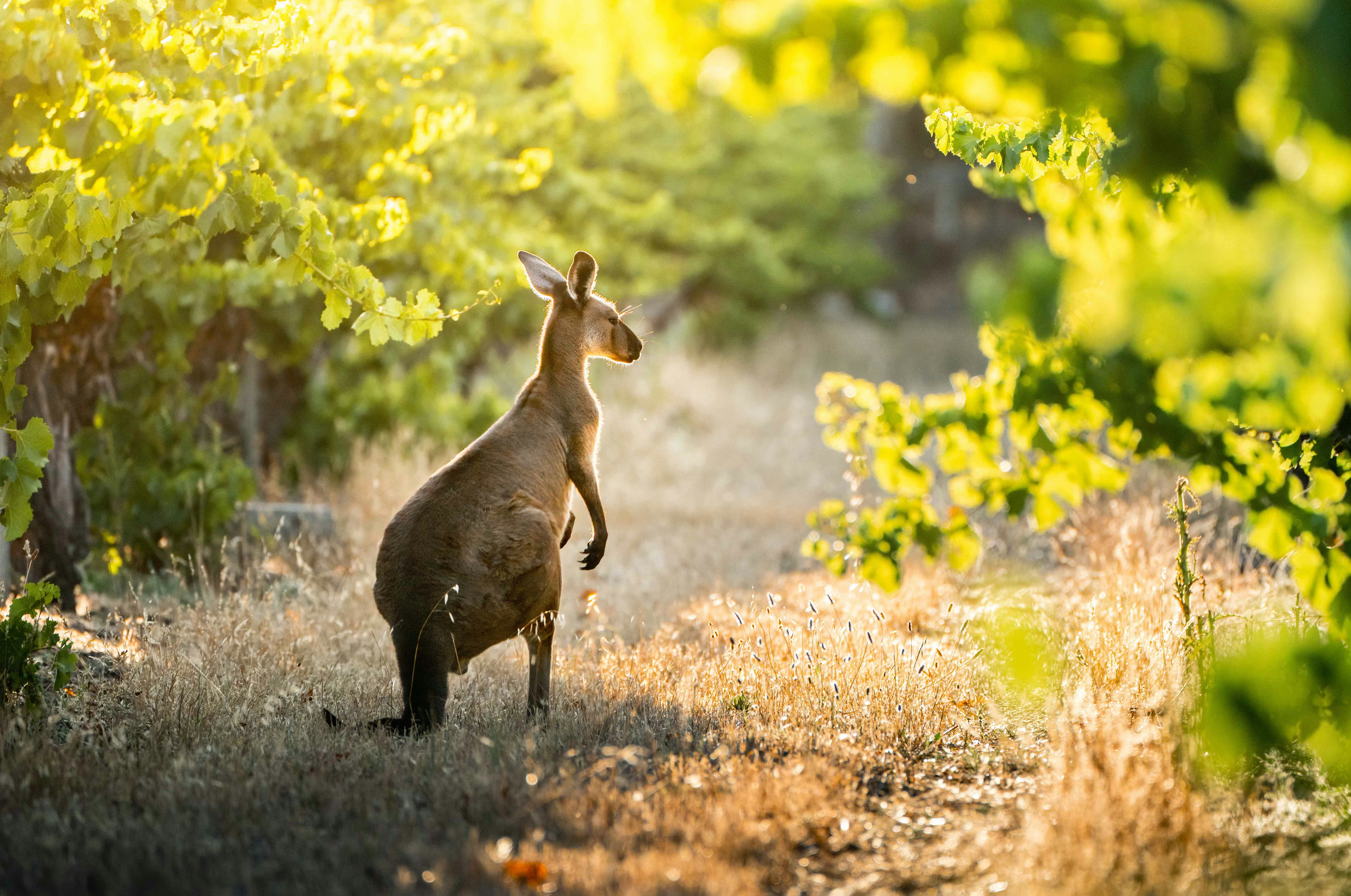 Blue Mountains tickets