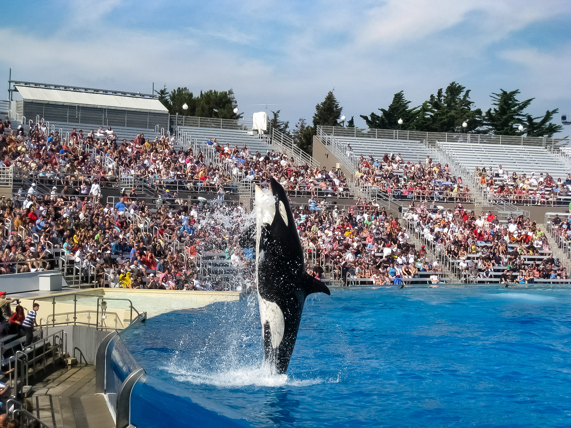 Orca performing at SeaWorld Orlando.