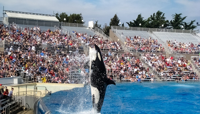 Orca performing at SeaWorld Orlando.