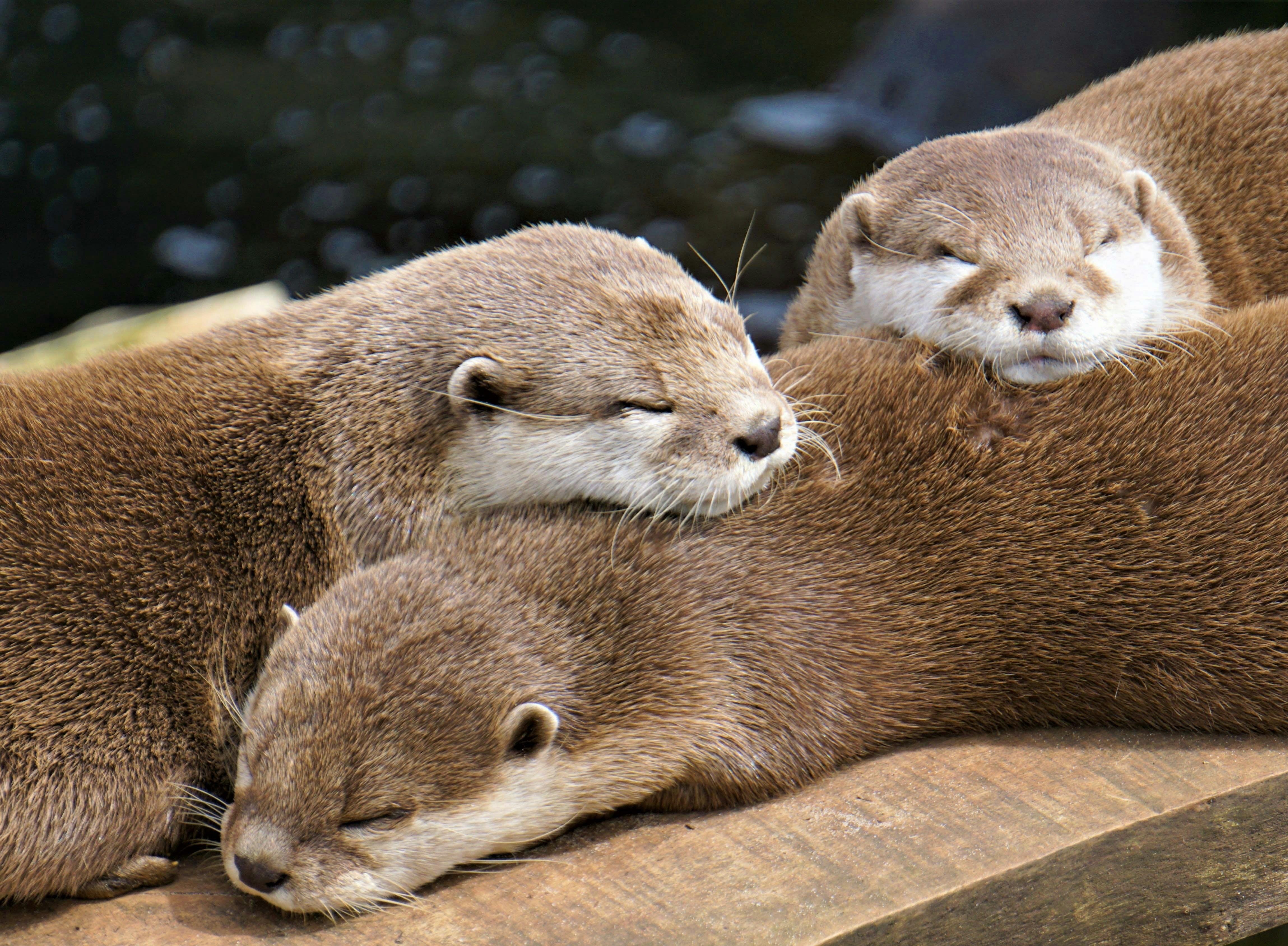Otters resting together at Cattolica Aquarium, Italy.