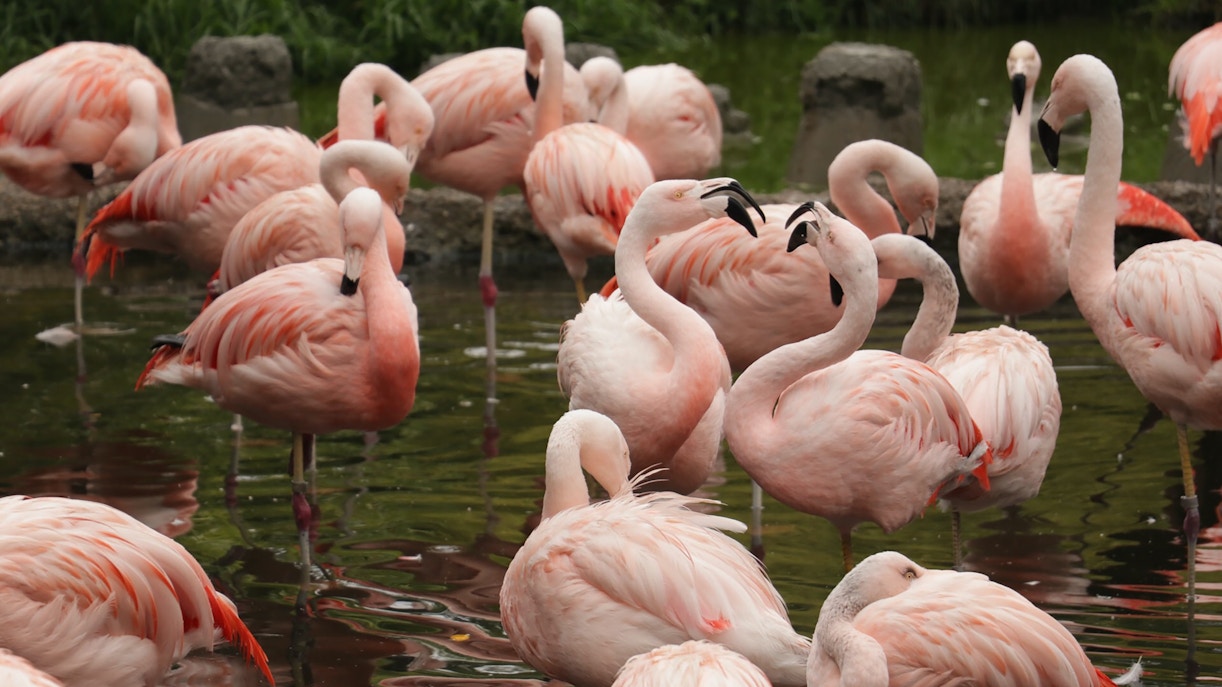 near wembley stadium