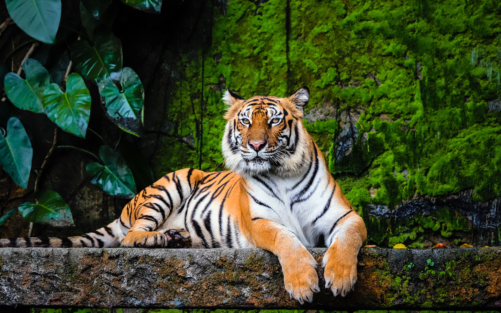 Tiger Temple