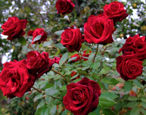 parco sigurtà attractions