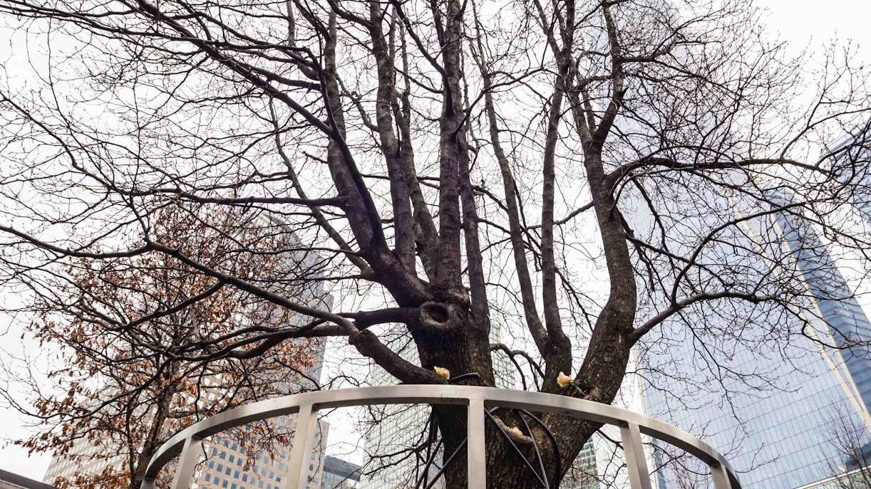 The Survivor Tree
