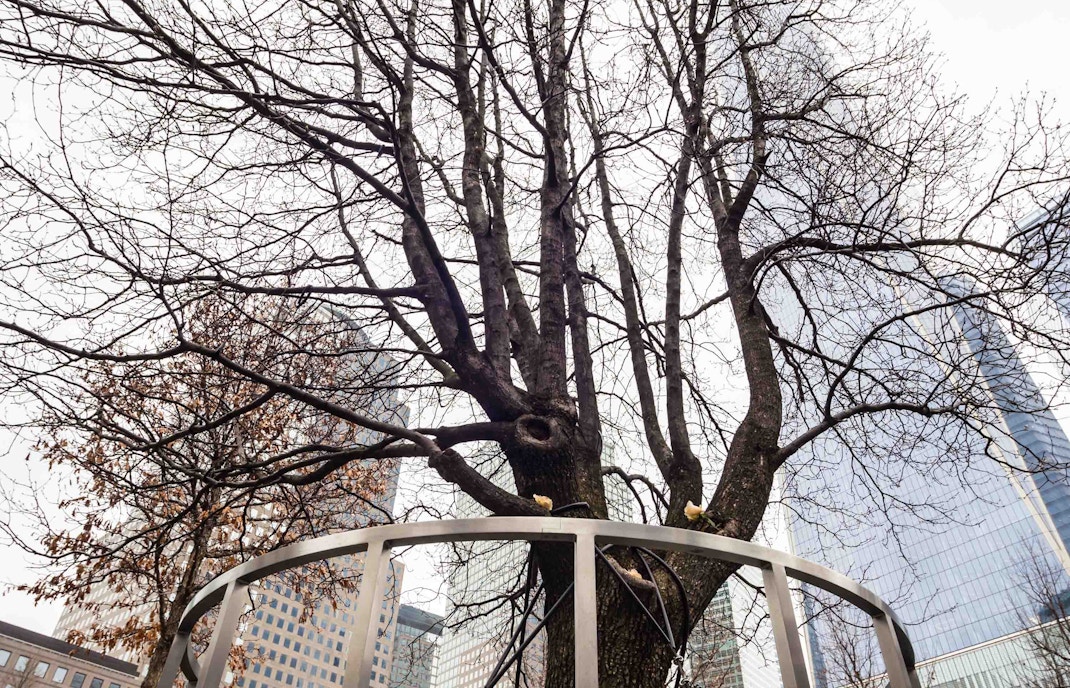 9/11 Memorial Museum Facts - Callery Pear Tree