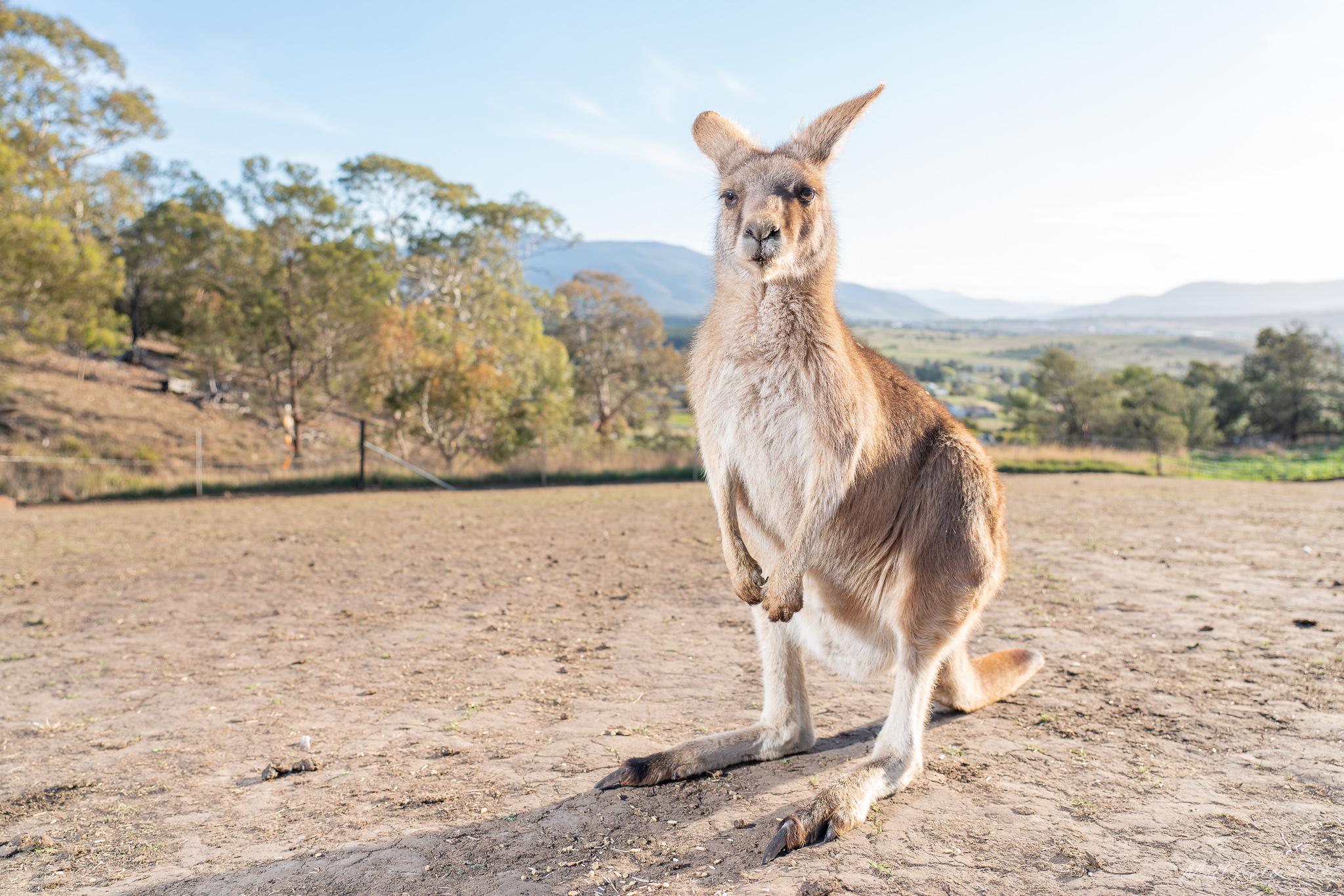 Maru Koala & Animal Park tickets