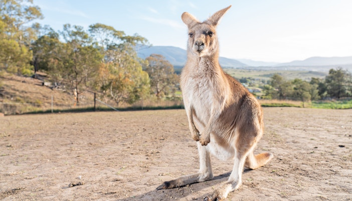 Maru Koala & Animal Park tickets