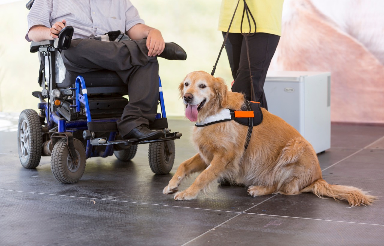 Guide dog assisting person in wheelchair at Disneyland Paris.