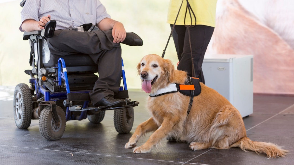 Guide dog assisting person in wheelchair at Disneyland Paris.