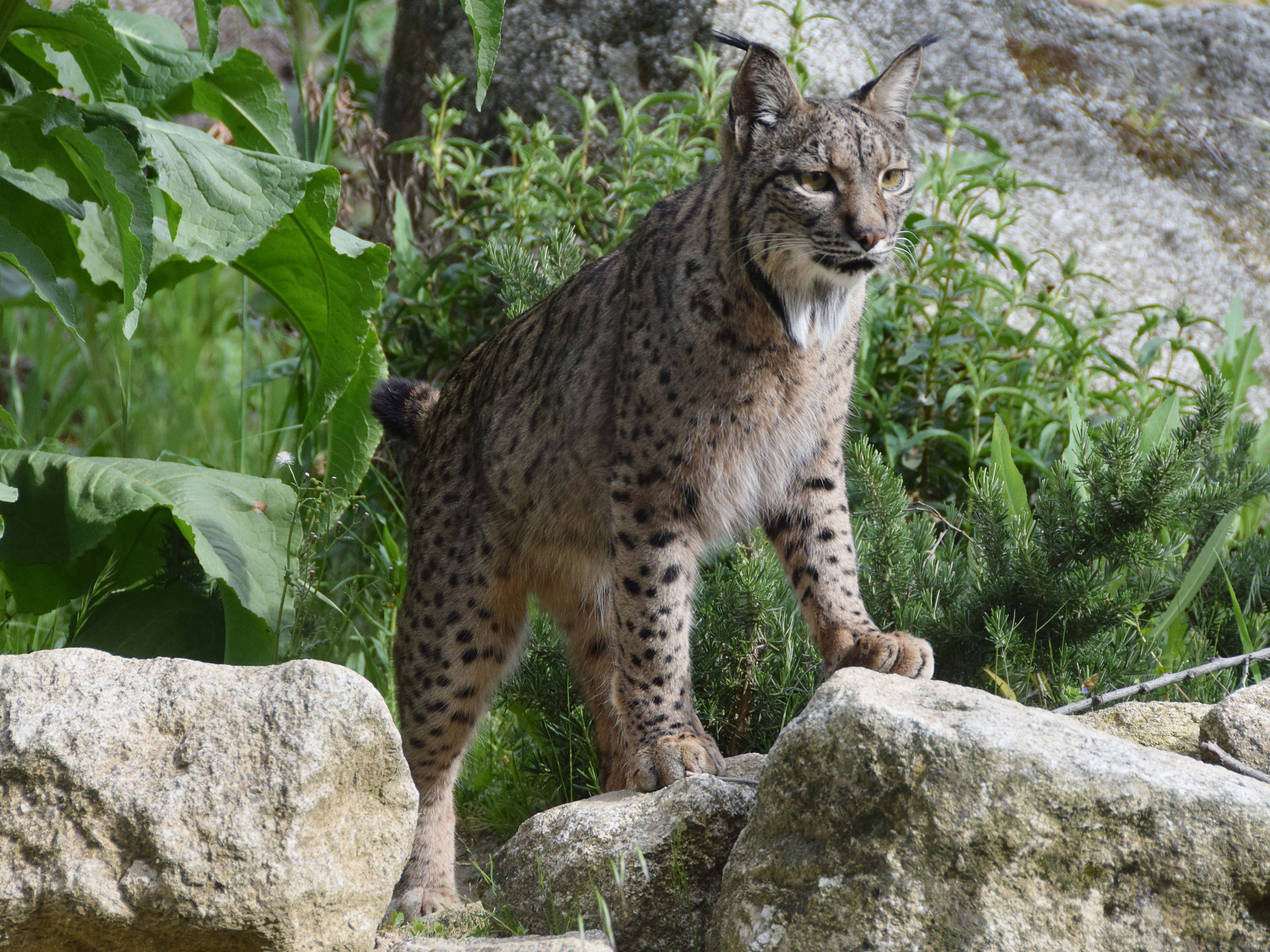 Zoo Koki Madrid wildlife exhibit featuring diverse species.
