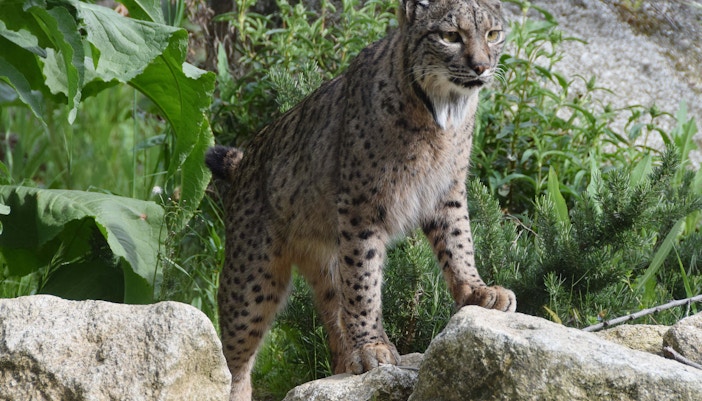 Zoo Koki Madrid wildlife exhibit featuring diverse species.