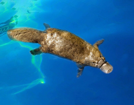 Healesville Sanctuary platypus gliding through bright blue water
