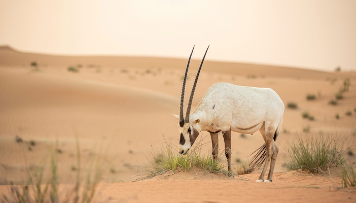 Overnight Dubai Desert Safari Tours