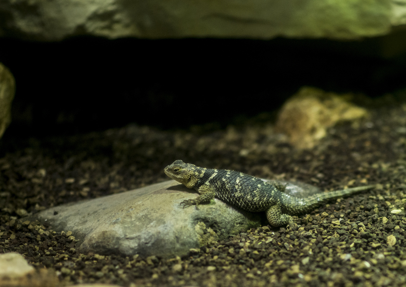 Bioparco Tickets Reptiles