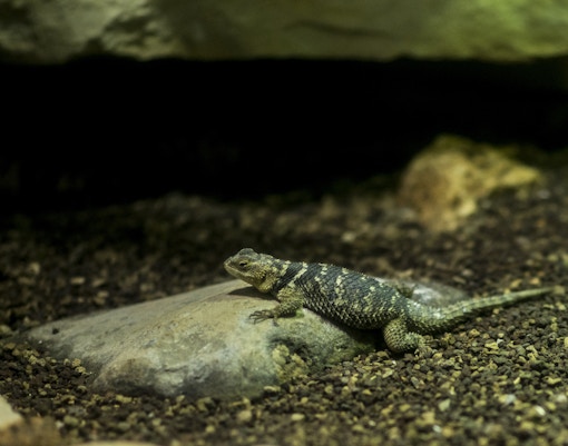 Bioparco Tickets Reptiles