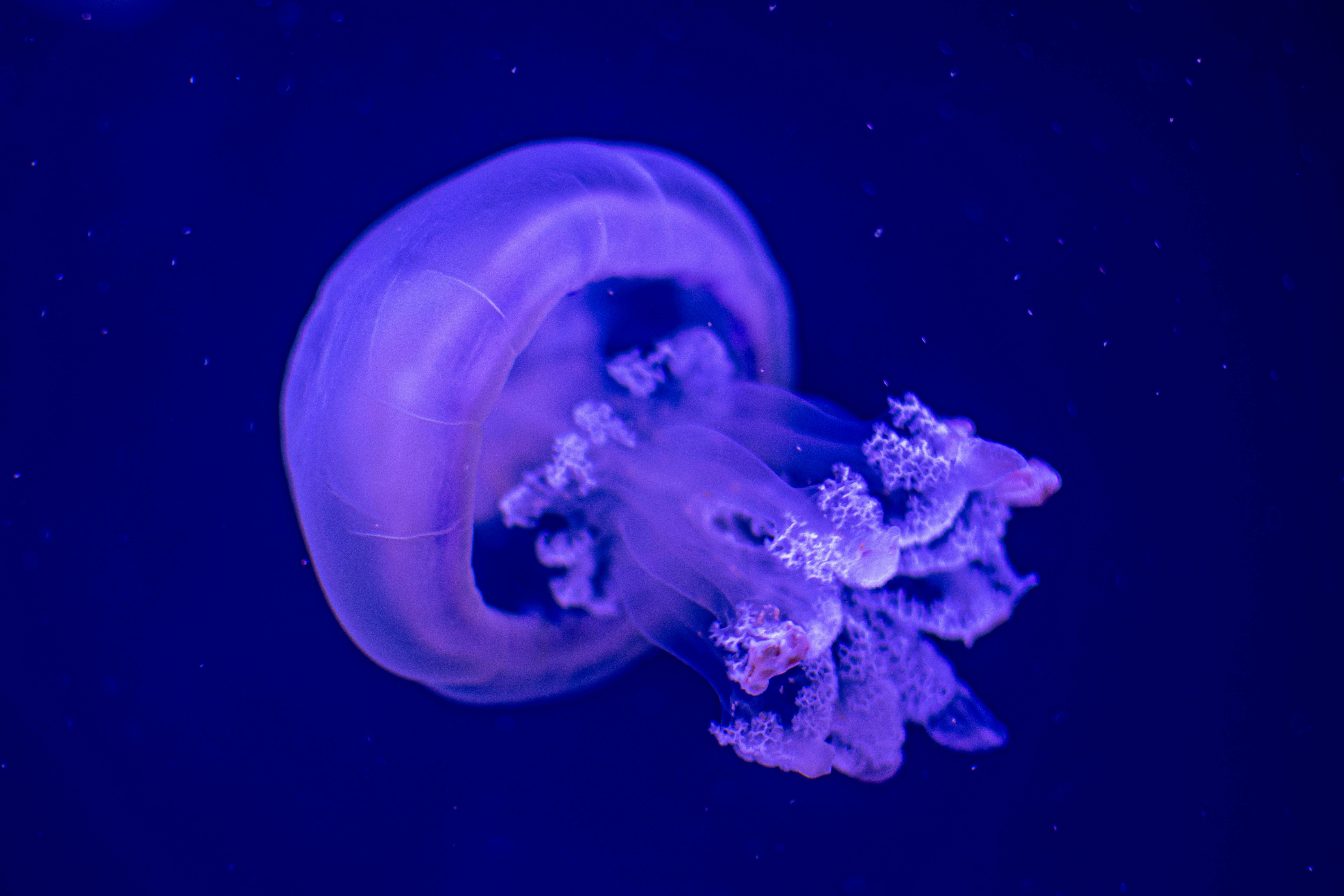 Loro Parque Ticket Zones
