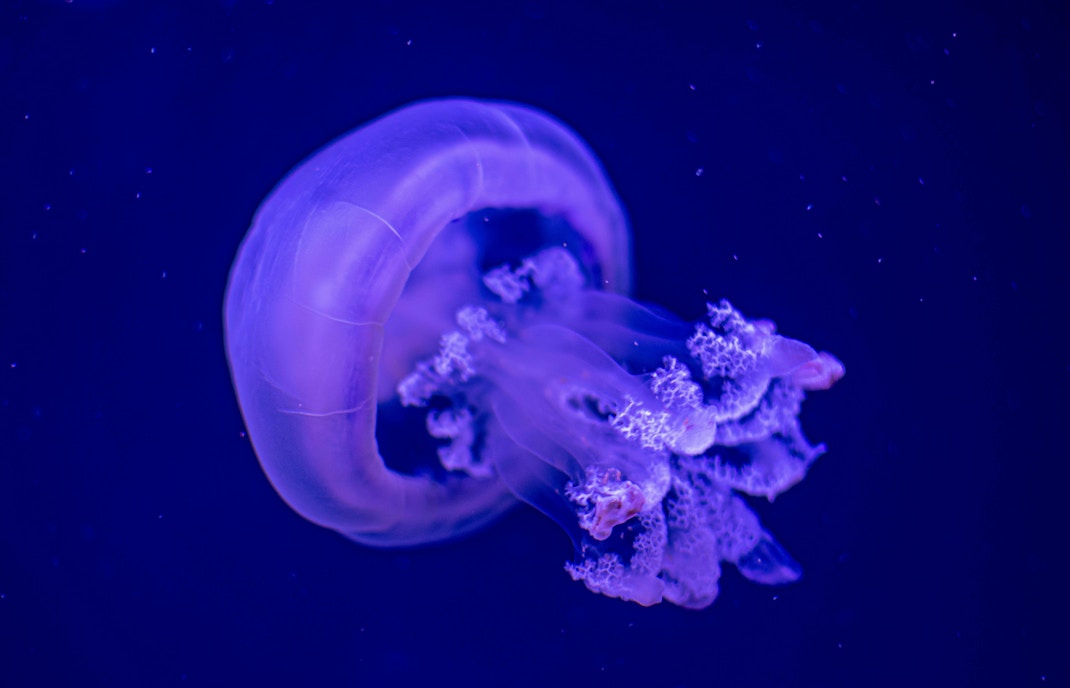 Loro Parque Ticket Zones