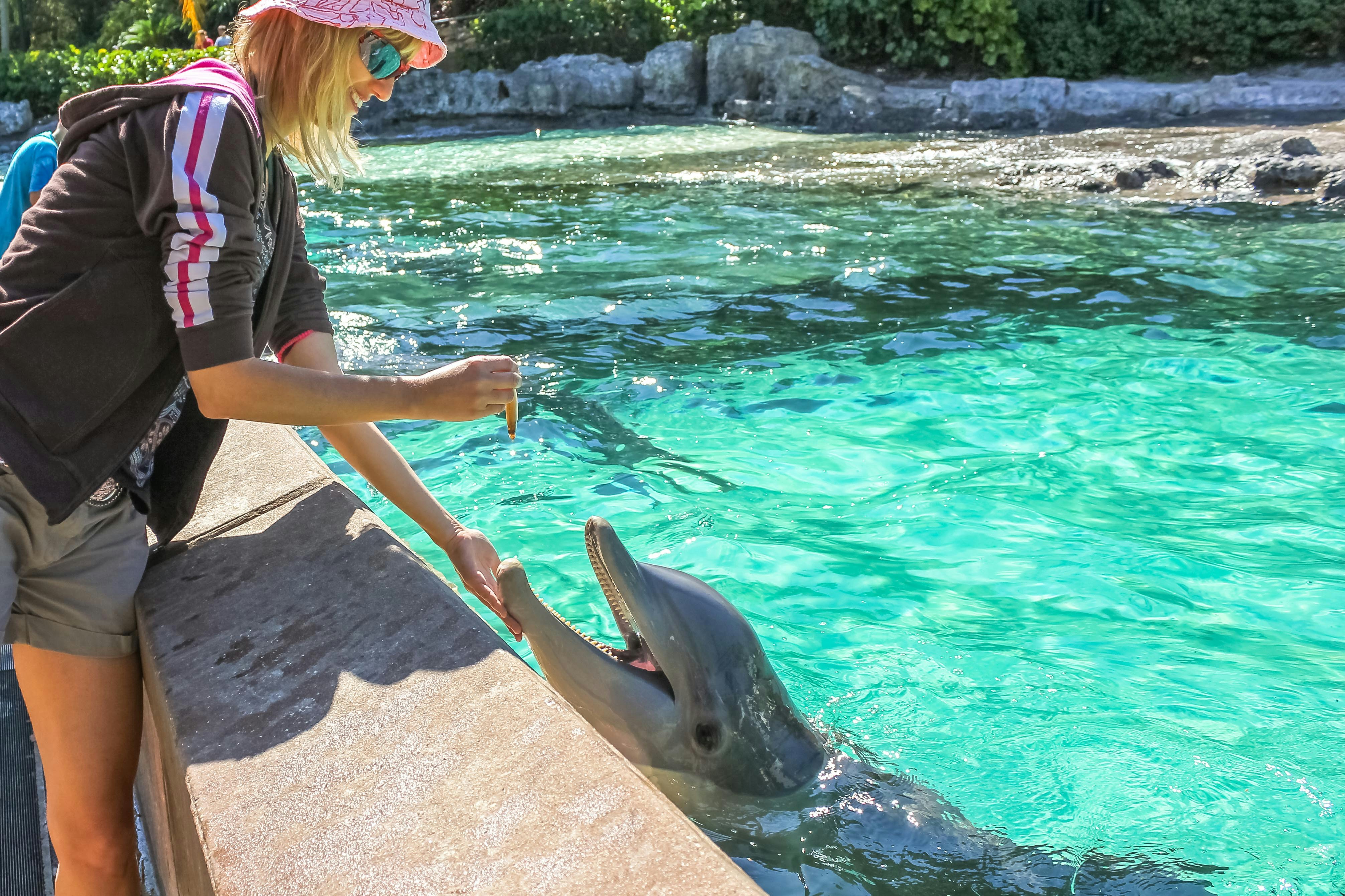 Person feeding a dolphin at Palmitos Park's Dolphin Experience.