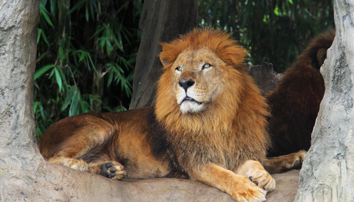 Zoológico de Praga - Parque de Safári Africano - entrada zoológico