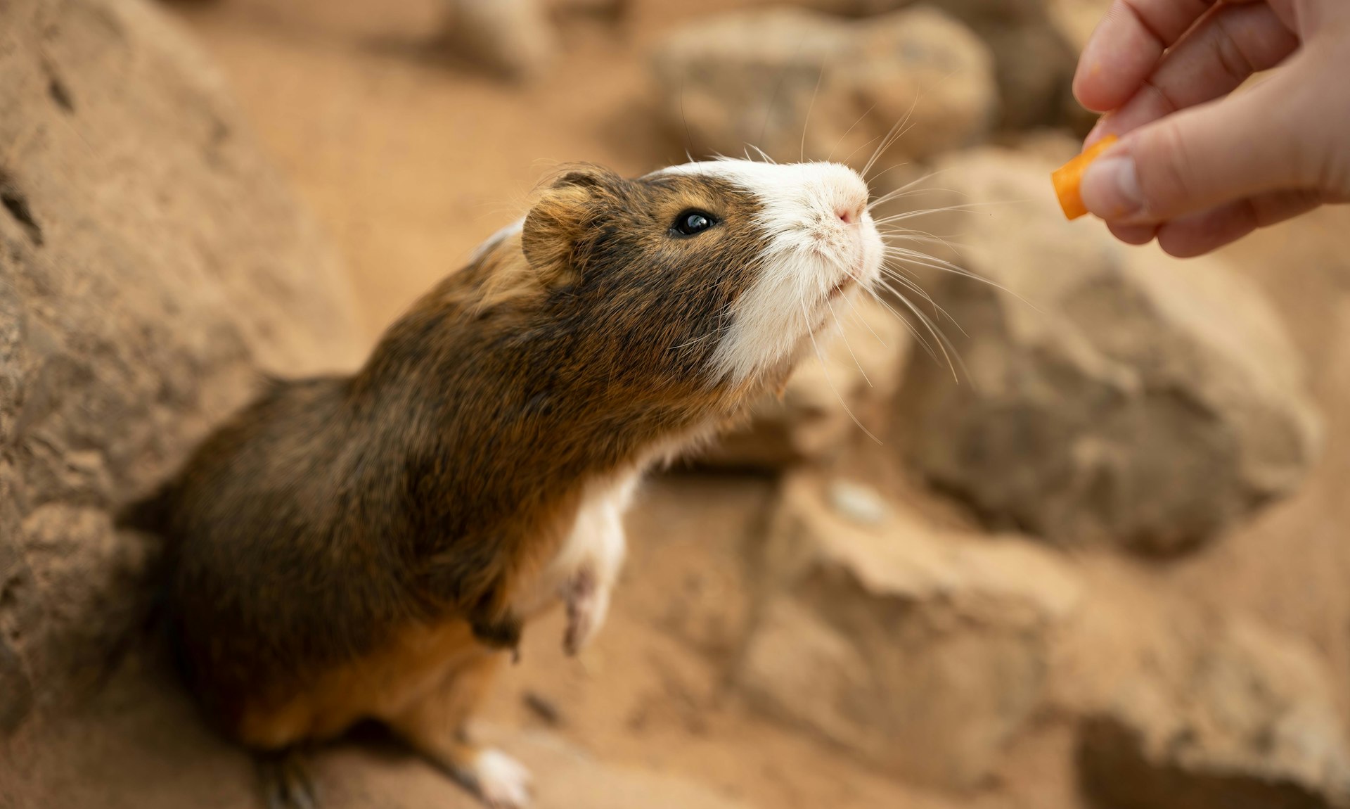 Guinea Pig Encounter