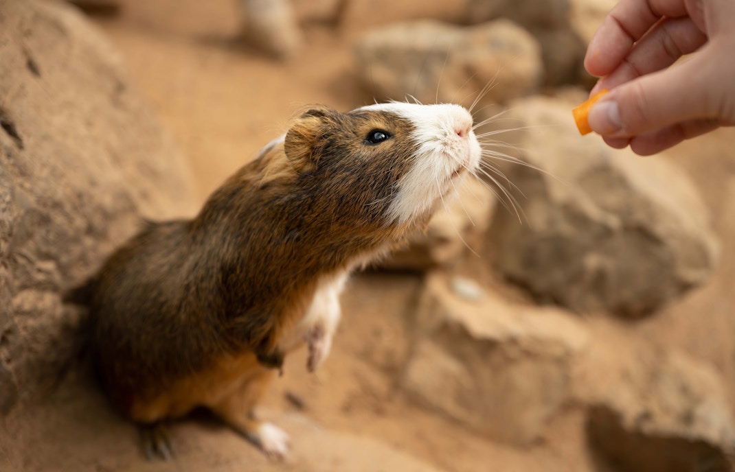 Guinea Pig Encounter