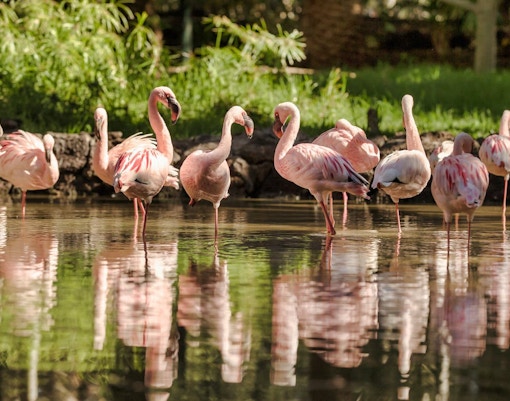 Oasis Wildlife Fuerteventura tickets