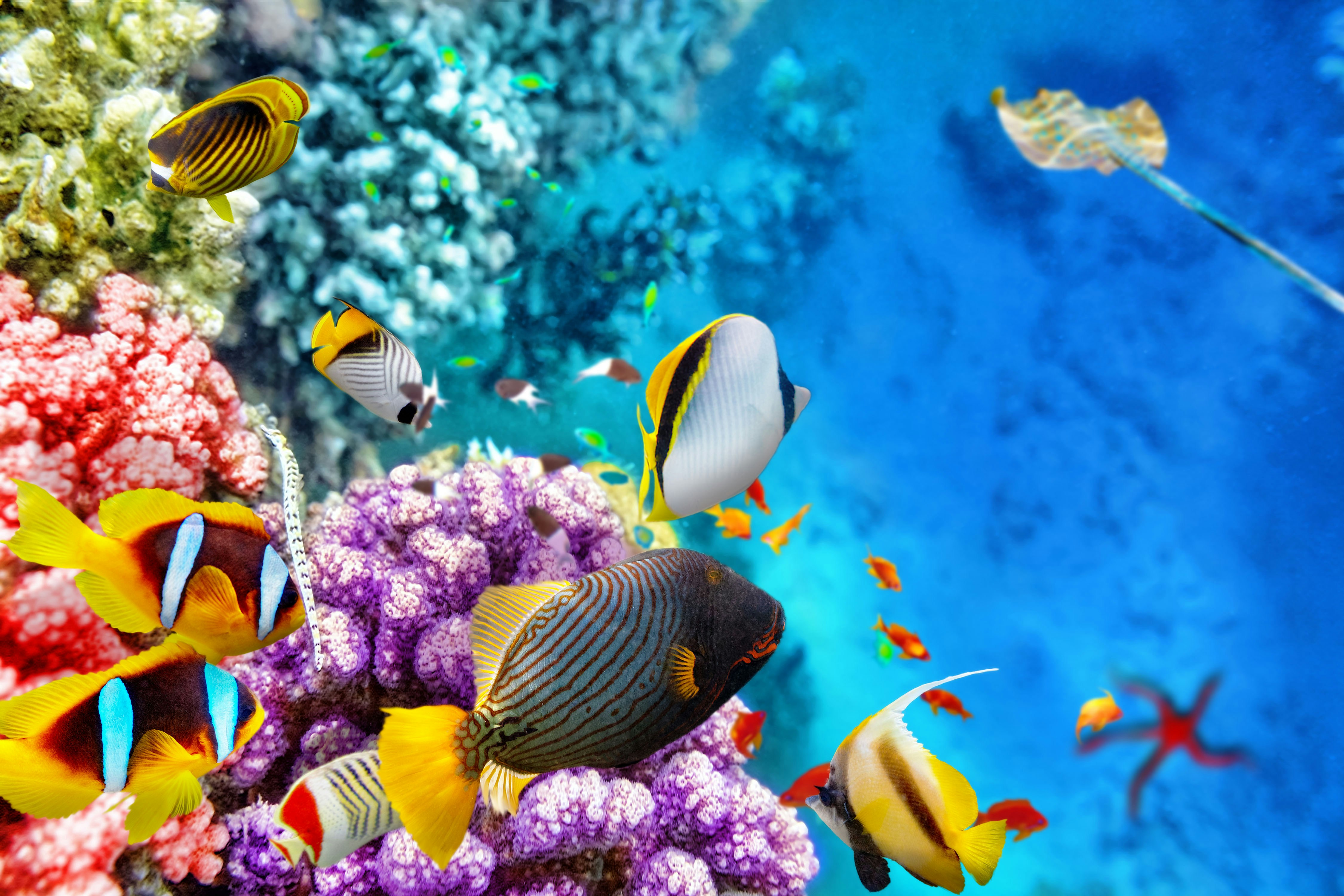 Colorful tropical fish swimming around vibrant coral at Atlantis Aquarium Madrid.