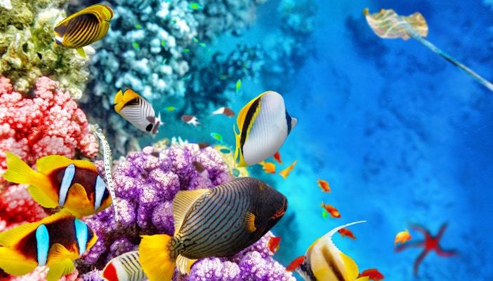 Atlantis Passport - Atlantis Aquarium Madrid