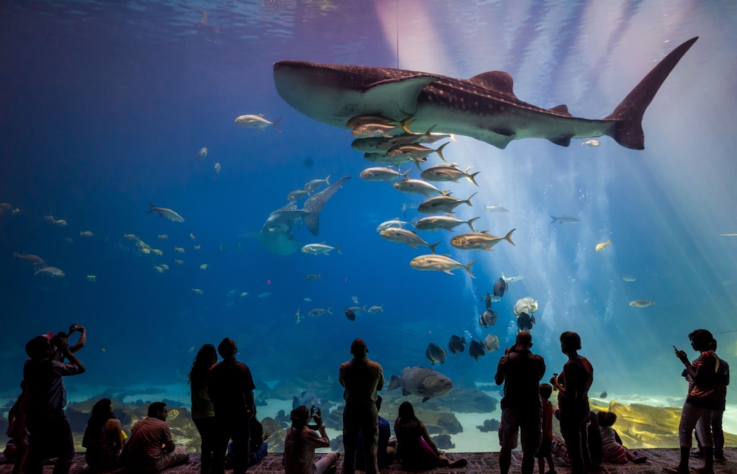 Georgia Aquarium Whale Shark