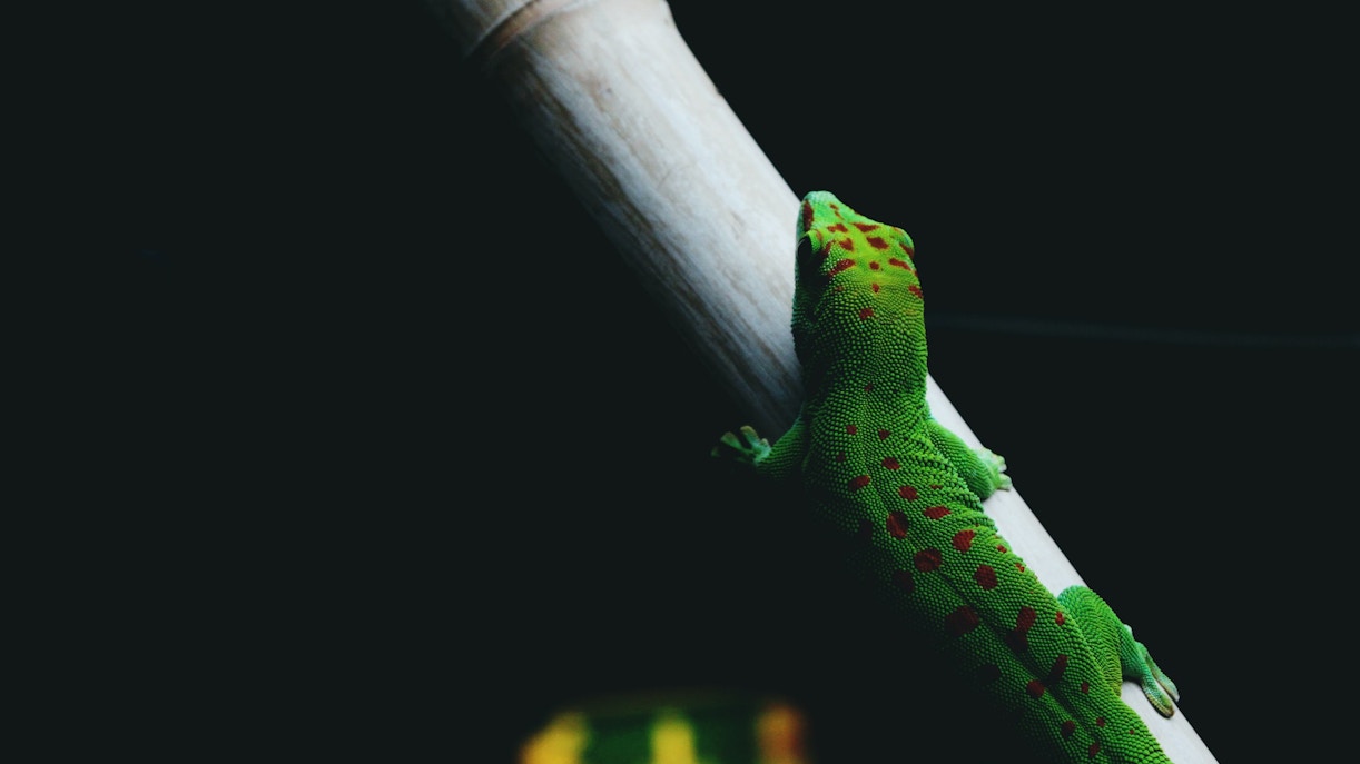 entradas al acuario de génova