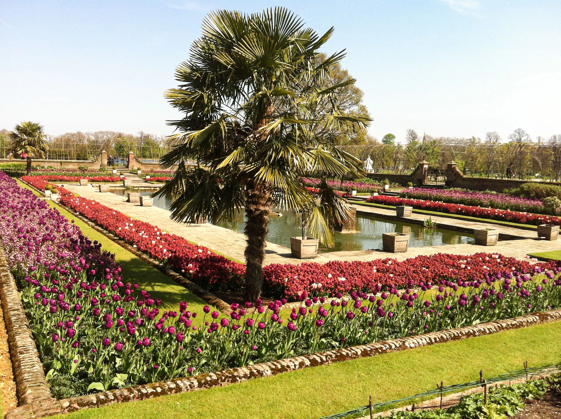 Kensington Gardens pond with vibrant flower beds and palm trees.