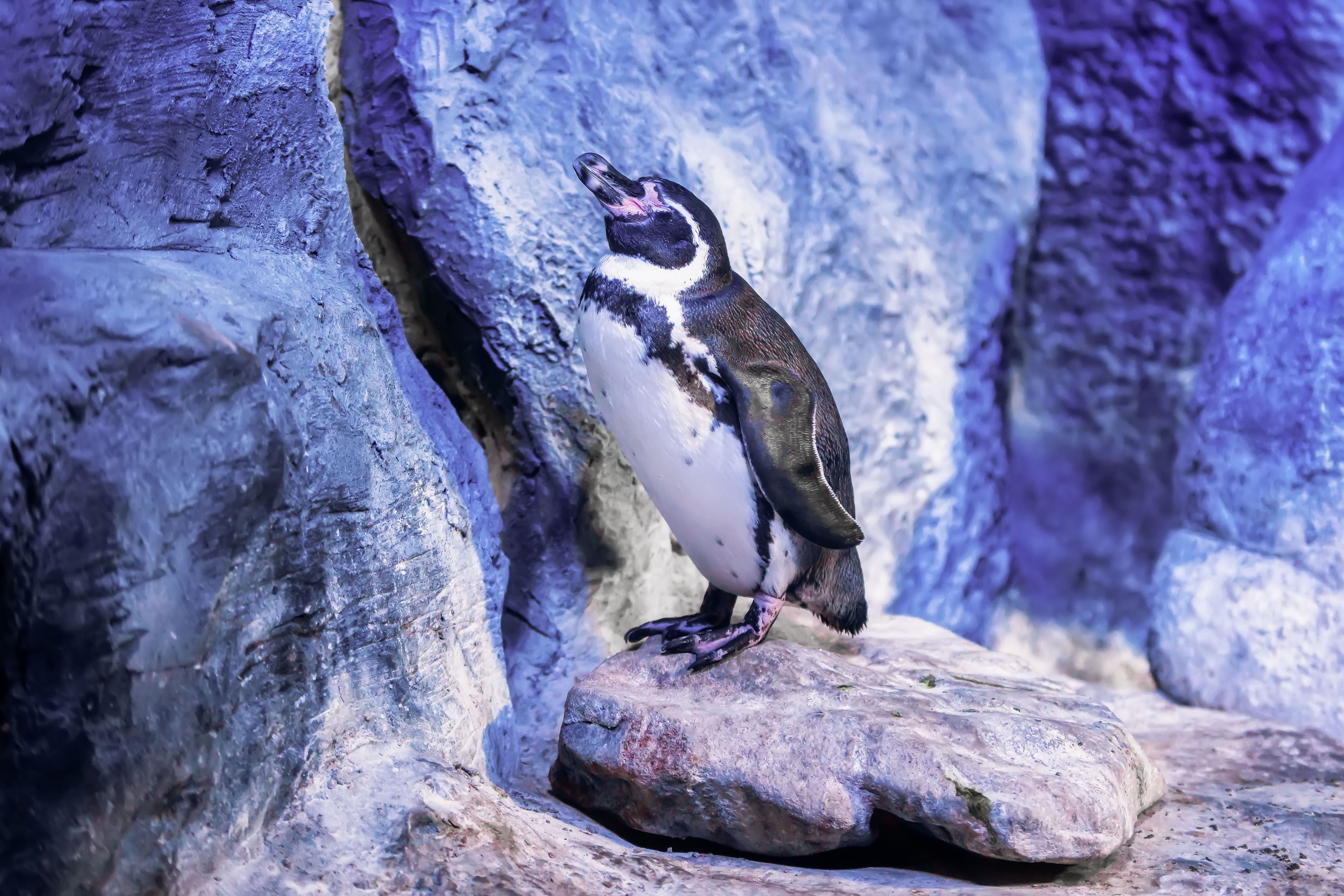 Penguins at Sea Life London