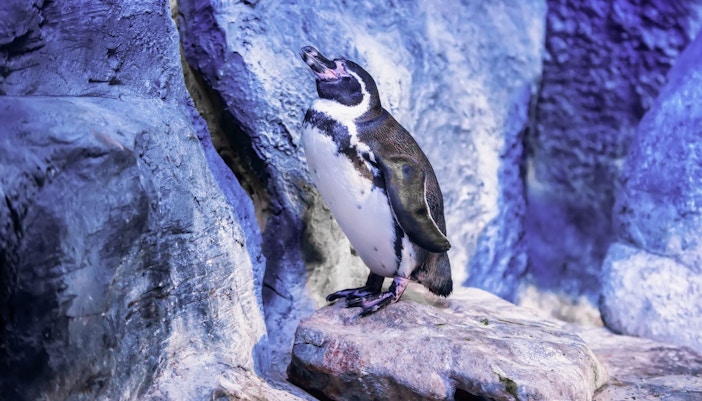 Penguins at Sea Life London