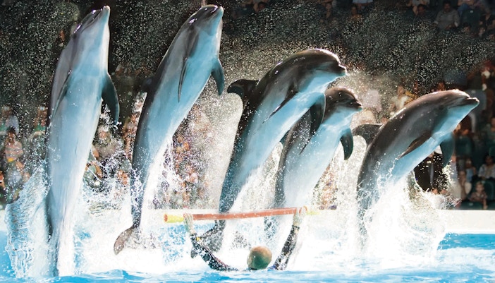 Best things to do in Dubai - Dubai Dolphinarium
