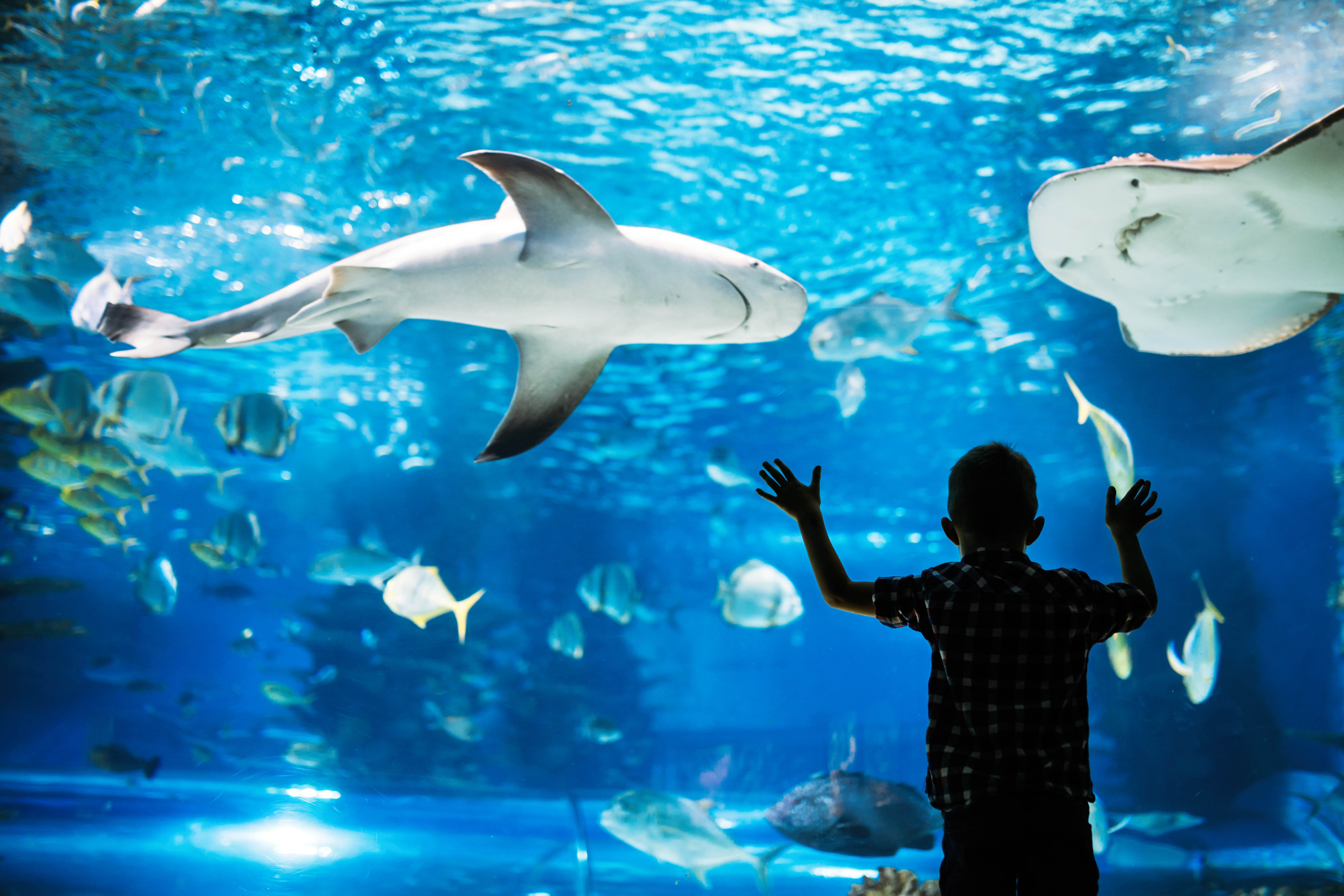 Child watching sharks and rays in a large tank at Paris Aquarium.