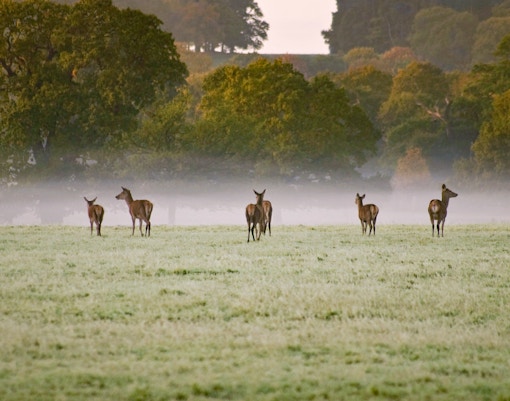 Windsor Great Park