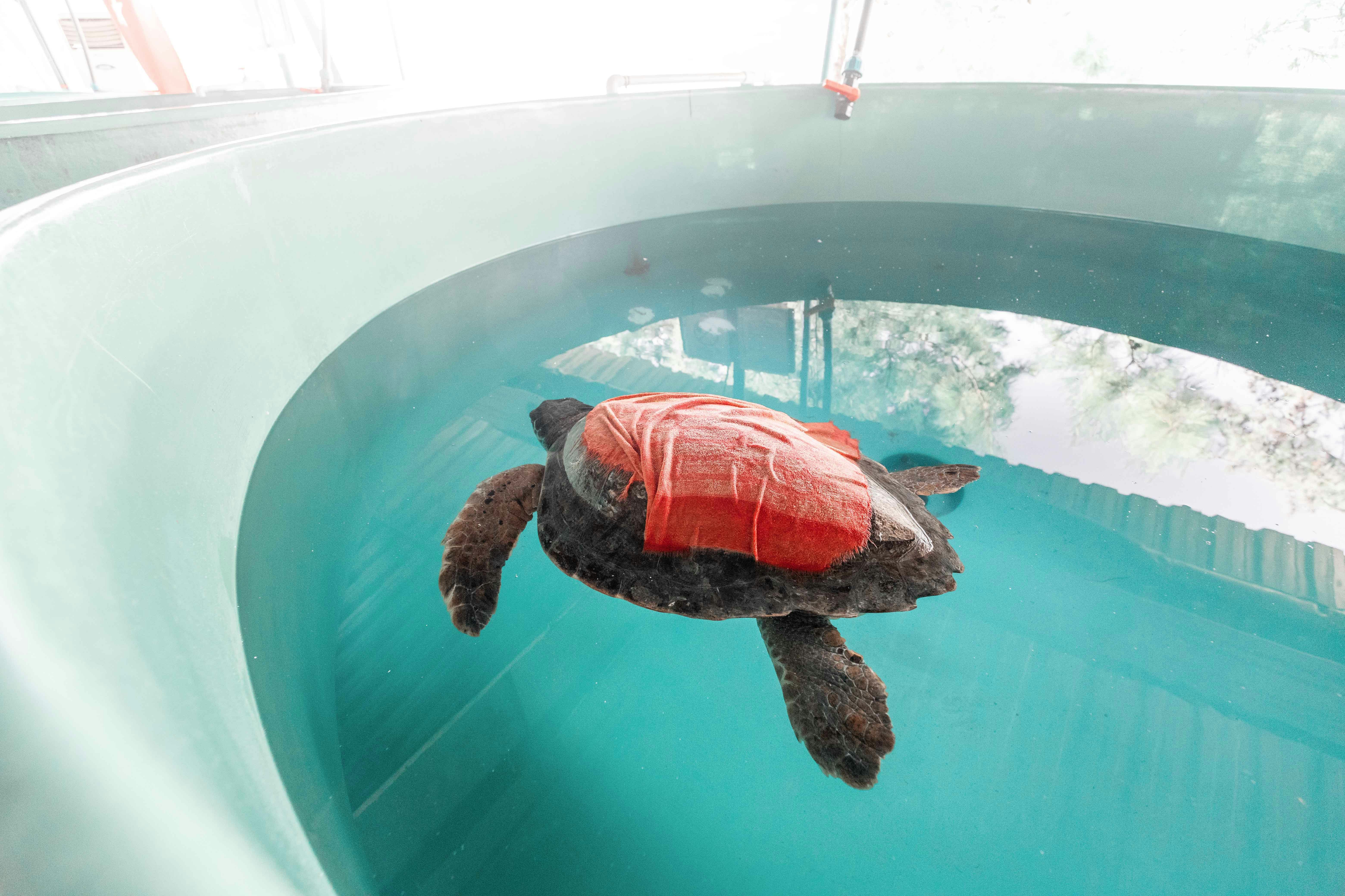 Injured turtle in freshwater tank