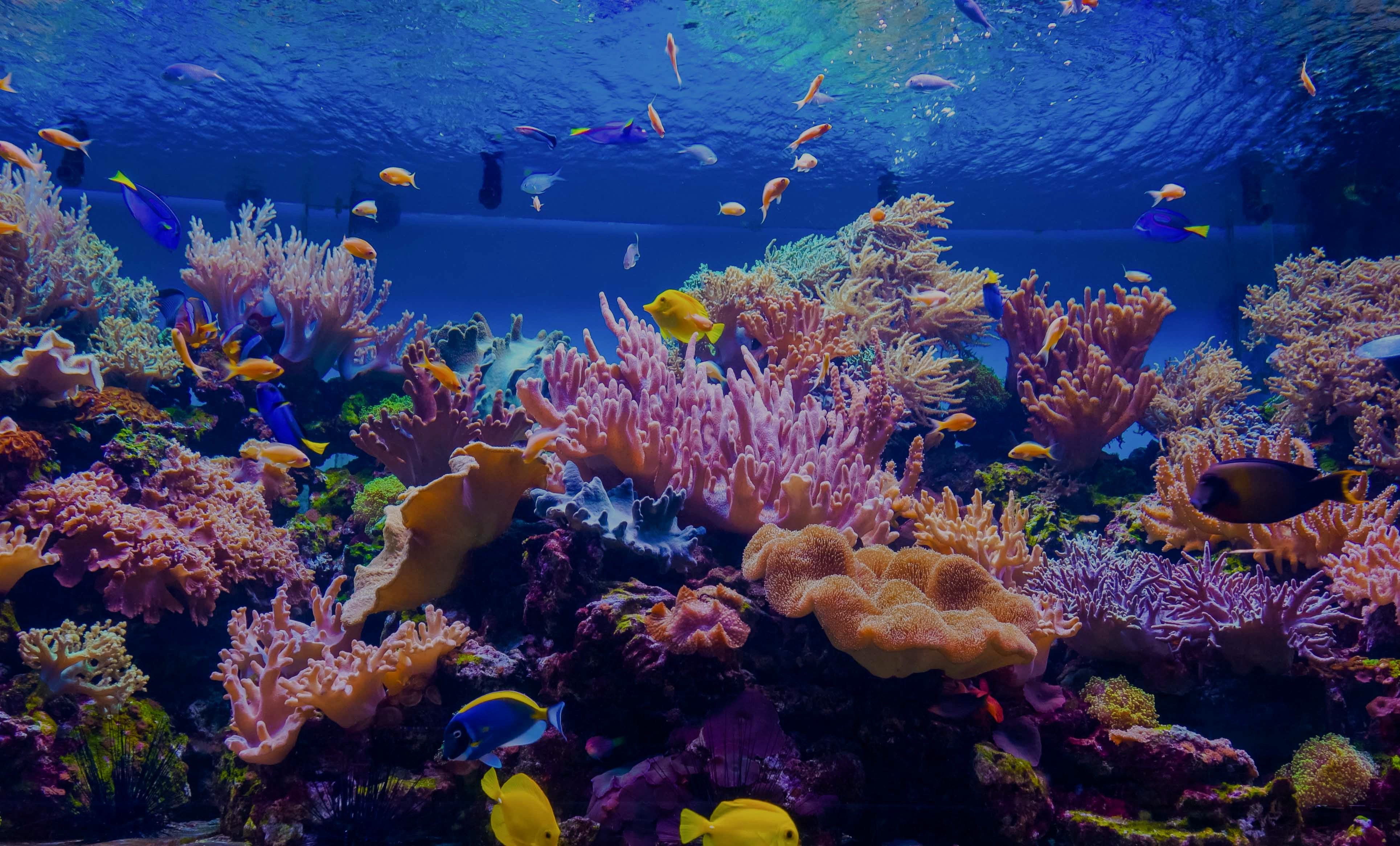Corals