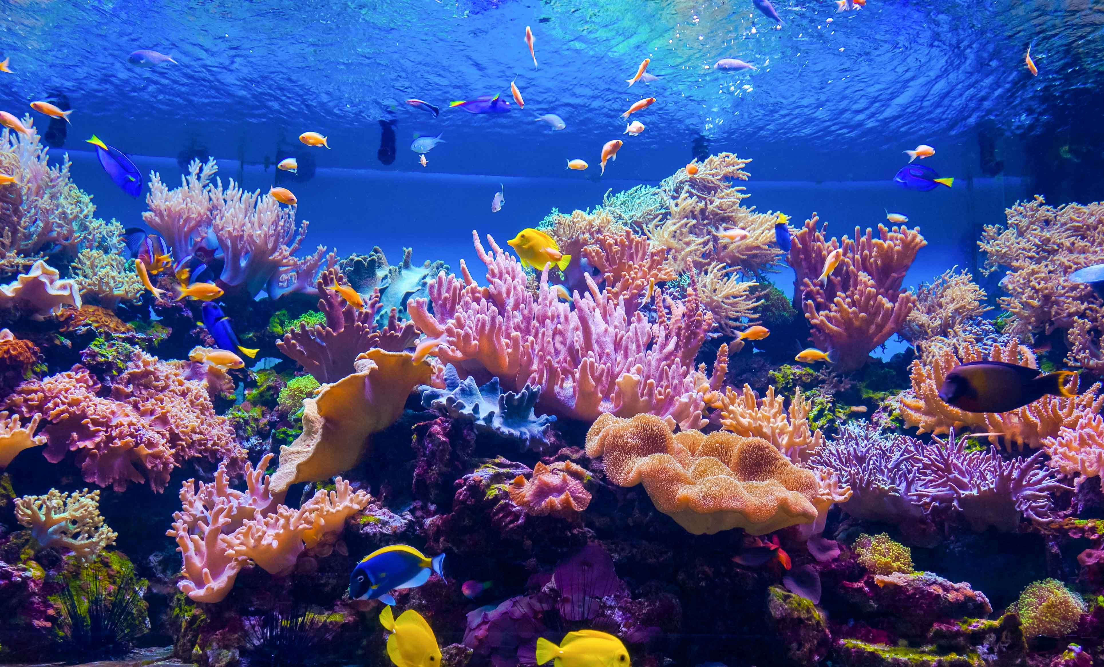 Coral Kingdom