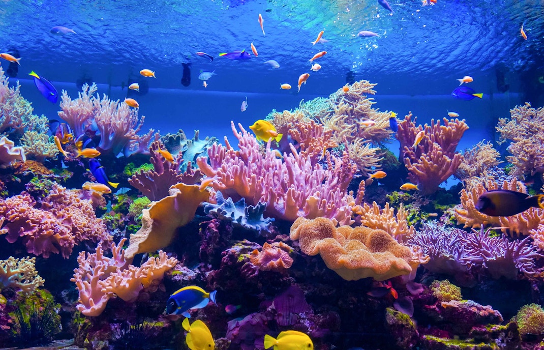 Coral Reefs at aquarium of the Pacific