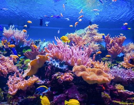 sea life aquarium londres