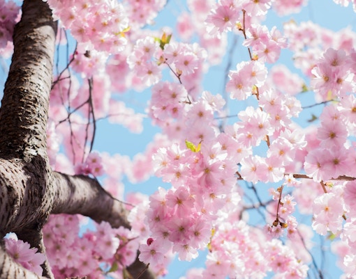 Best Time to visit Rome- Spring