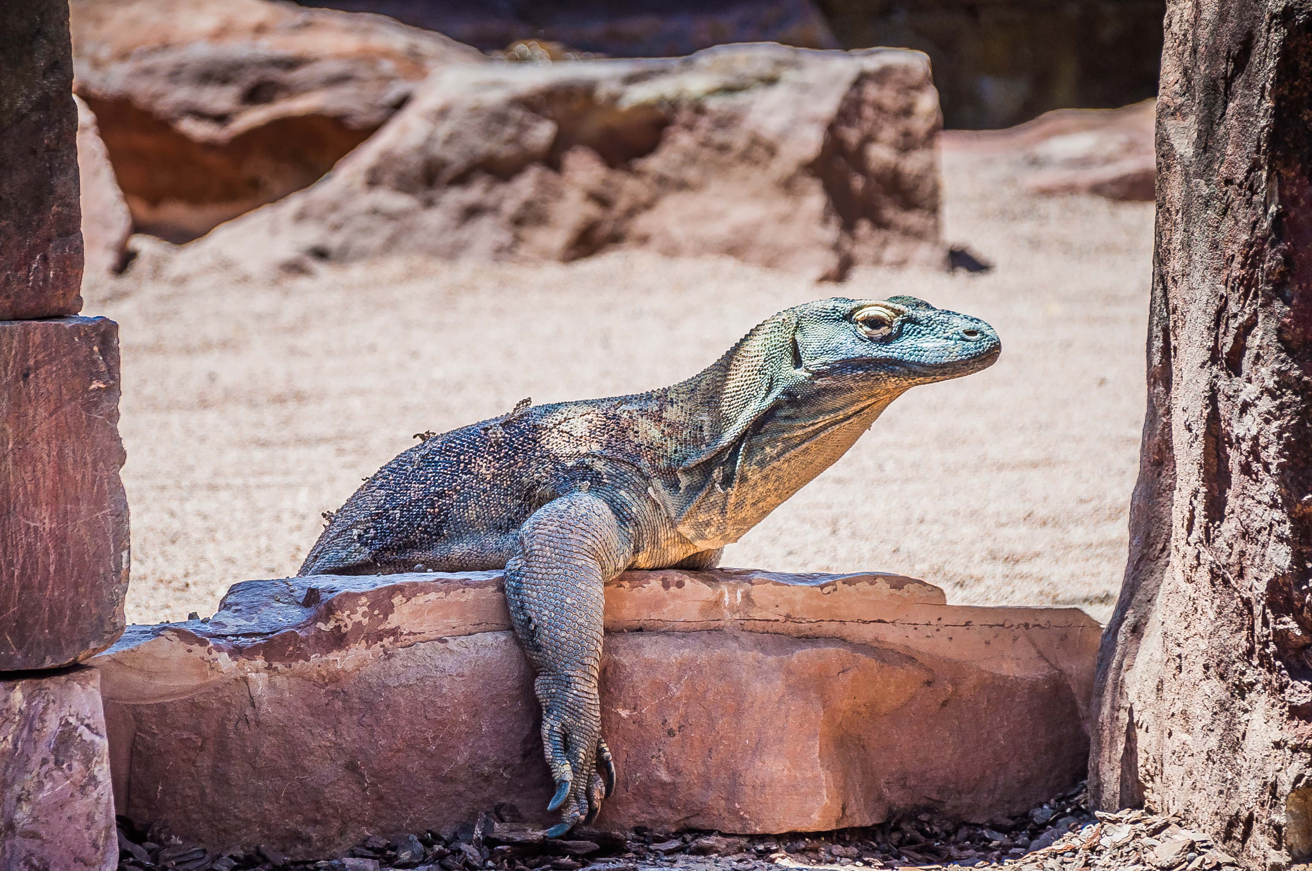 Madrid zoo aquarium with Komodo dragons