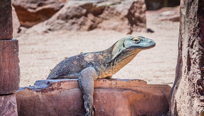 Madrid zoo aquarium with Komodo dragons