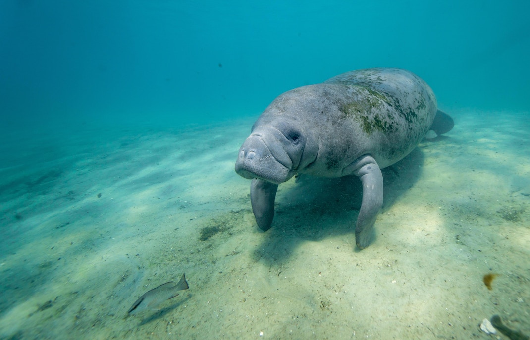 The Mermaid Lagoon - Manatees